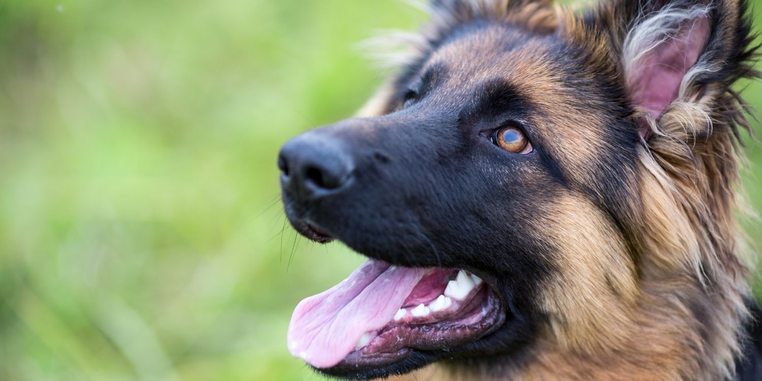 13 Jolly Facts About German Shepherds