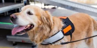 August 4: Assistance Dog Day