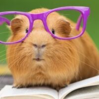 July 16: Guinea Pig Appreciation Day