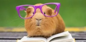 July 16: Guinea Pig Appreciation Day