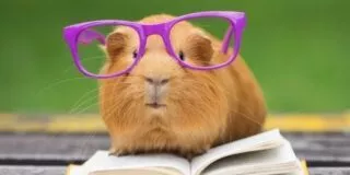 July 16: Guinea Pig Appreciation Day