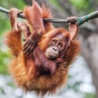 December 14: International Monkey Day