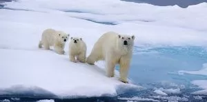 February 27: International Polar Bear Day