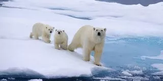 February 27: International Polar Bear Day
