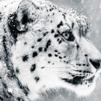 October 23: International Snow Leopard Day