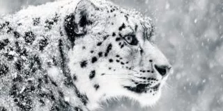 October 23: International Snow Leopard Day