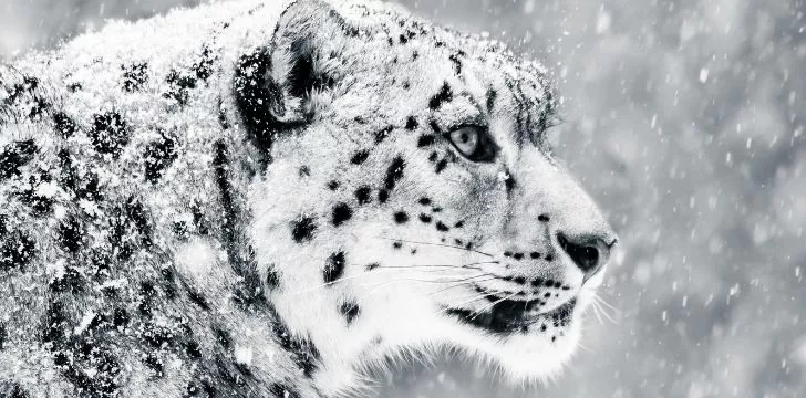 October 23: International Snow Leopard Day