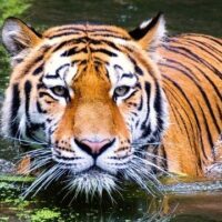 July 29: International Tiger Day