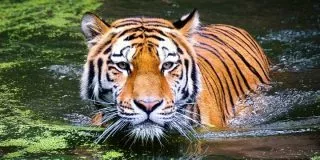 July 29: International Tiger Day