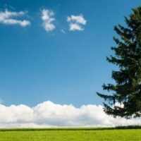 December 19: Look For An Evergreen Day