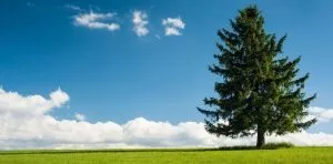 December 19: Look For An Evergreen Day