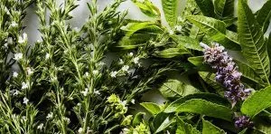 August 29: More Herbs