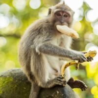 August 27: National Banana Lovers Day