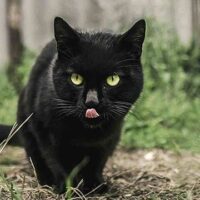 August 17: National Black Cat Appreciation Day