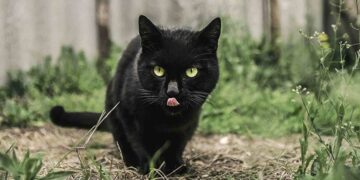 August 17: National Black Cat Appreciation Day