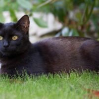 October 27: National Black Cat Day