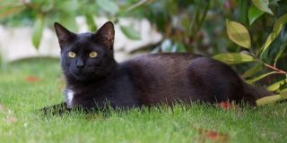 October 27: National Black Cat Day