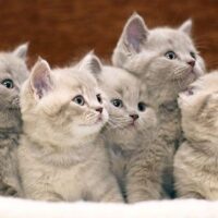 December 15: National Cat Herders Day