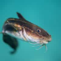 June 25: National Catfish Day