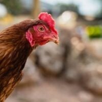 November 4: National Chicken Lady Day