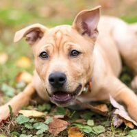 August 26: National Dog Day