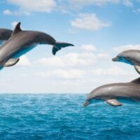 April 14: National Dolphin Day