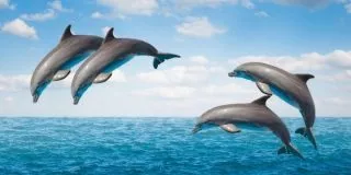 April 14: National Dolphin Day