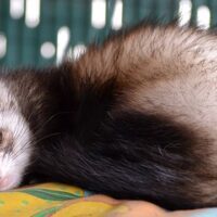 April 2: National Ferret Day