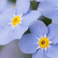 November 10: National Forget-Me-Not Day