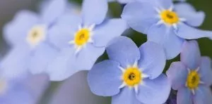 November 10: National Forget-Me-Not Day