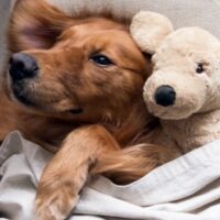 February 3: National Golden Retriever Day