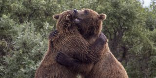 November 7: National Hug A Bear Day