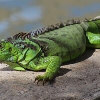 September 8: National Iguana Awareness Day