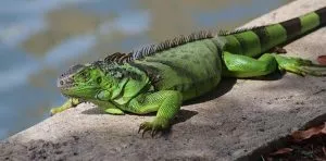 September 8: National Iguana Awareness Day