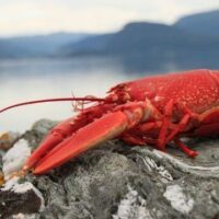 September 25: National Lobster Day