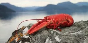 September 25: National Lobster Day