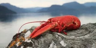 September 25: National Lobster Day