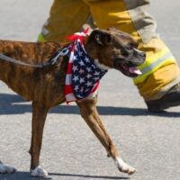 July 15: National Pet Fire Safety Day