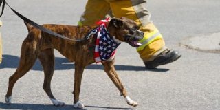 July 15: National Pet Fire Safety Day
