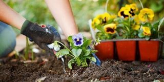 March 12: National Plant A Flower Day