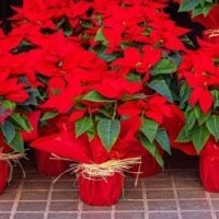 December 12: National Poinsettia Day