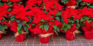 December 12: National Poinsettia Day