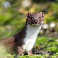 June 14: National Pop Goes The Weasel Day