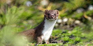 June 14: National Pop Goes The Weasel Day