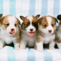 March 23: National Puppy Day