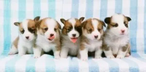 March 23: National Puppy Day