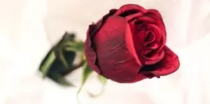 June 12: National Red Rose Day