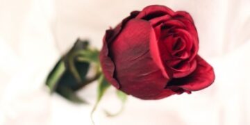 June 12: National Red Rose Day