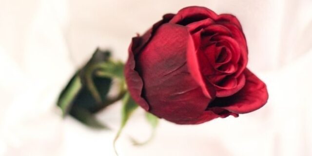 June 12: National Red Rose Day