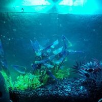 May 16: National Sea Monkey Day